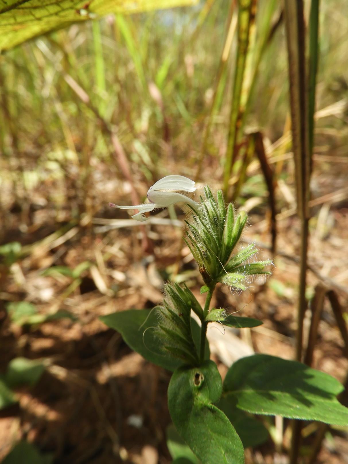 Hypoestes forskaolii subsp. forskaolii Hypoestes forskaolii subsp. forskaolii