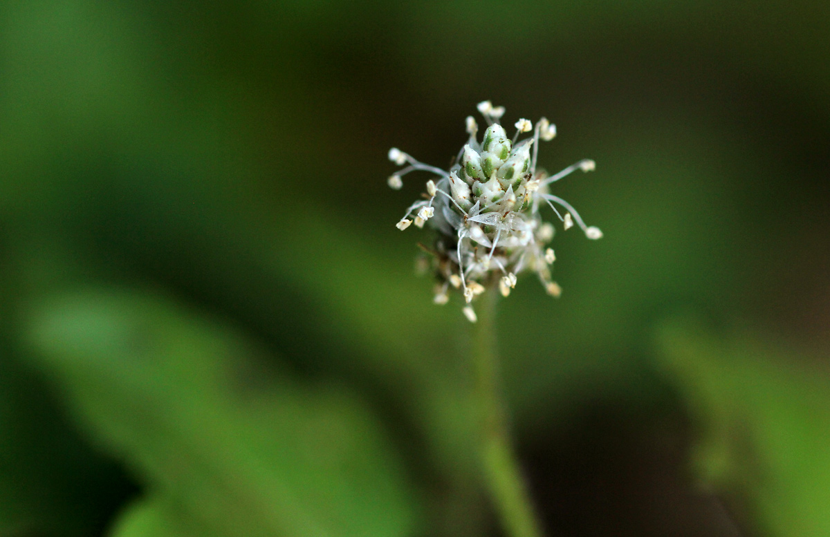Plantago palmata Plantago palmata