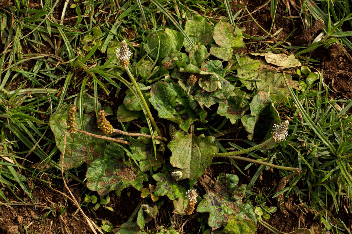 Plantago palmata Plantago palmata