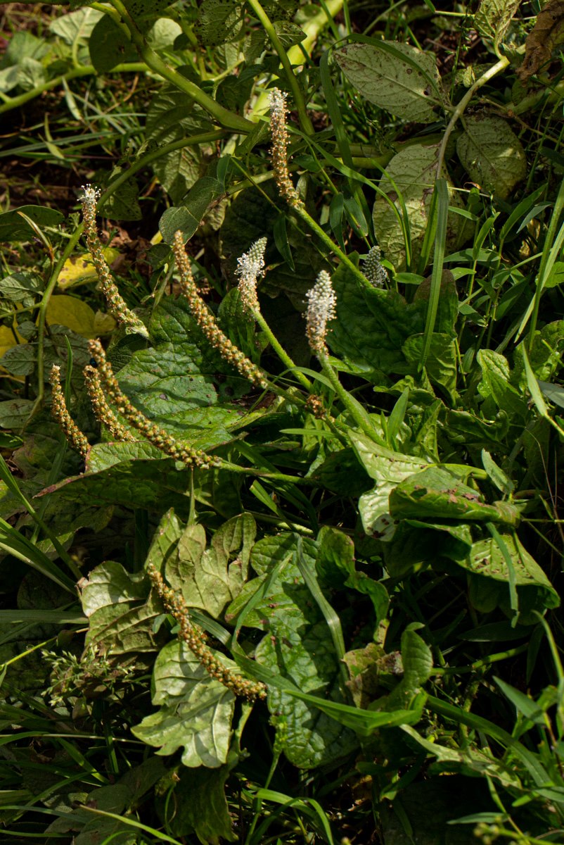 Plantago palmata Plantago palmata