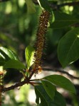 Hymenodictyon floribundum