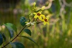 Mussaenda arcuata