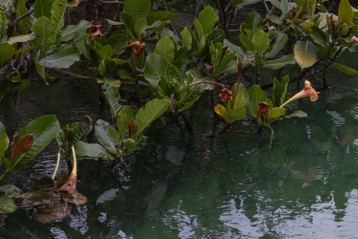 Gardenia imperialis subsp. imperialis