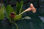 Gardenia imperialis subsp. imperialis