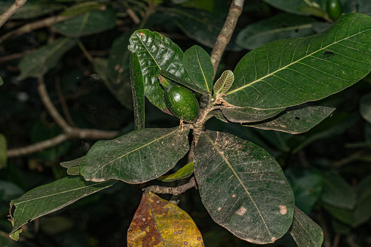 Gardenia imperialis subsp. imperialis