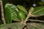 Gardenia imperialis subsp. imperialis