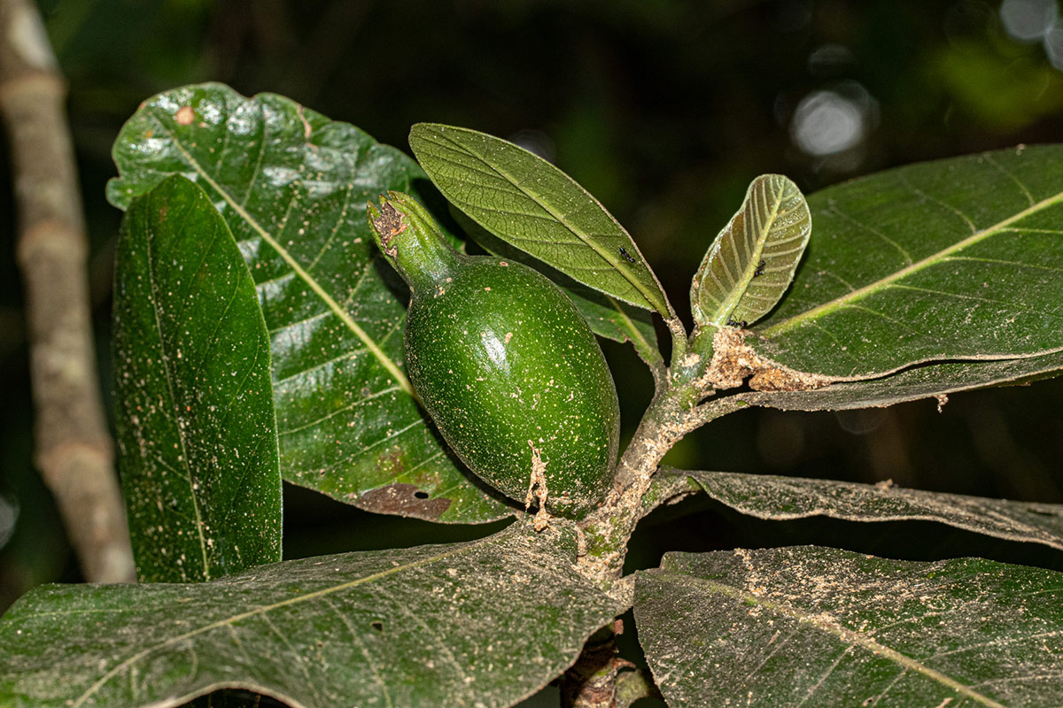 Gardenia imperialis subsp. imperialis Gardenia imperialis subsp. imperialis