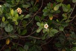 Gardenia imperialis subsp. imperialis