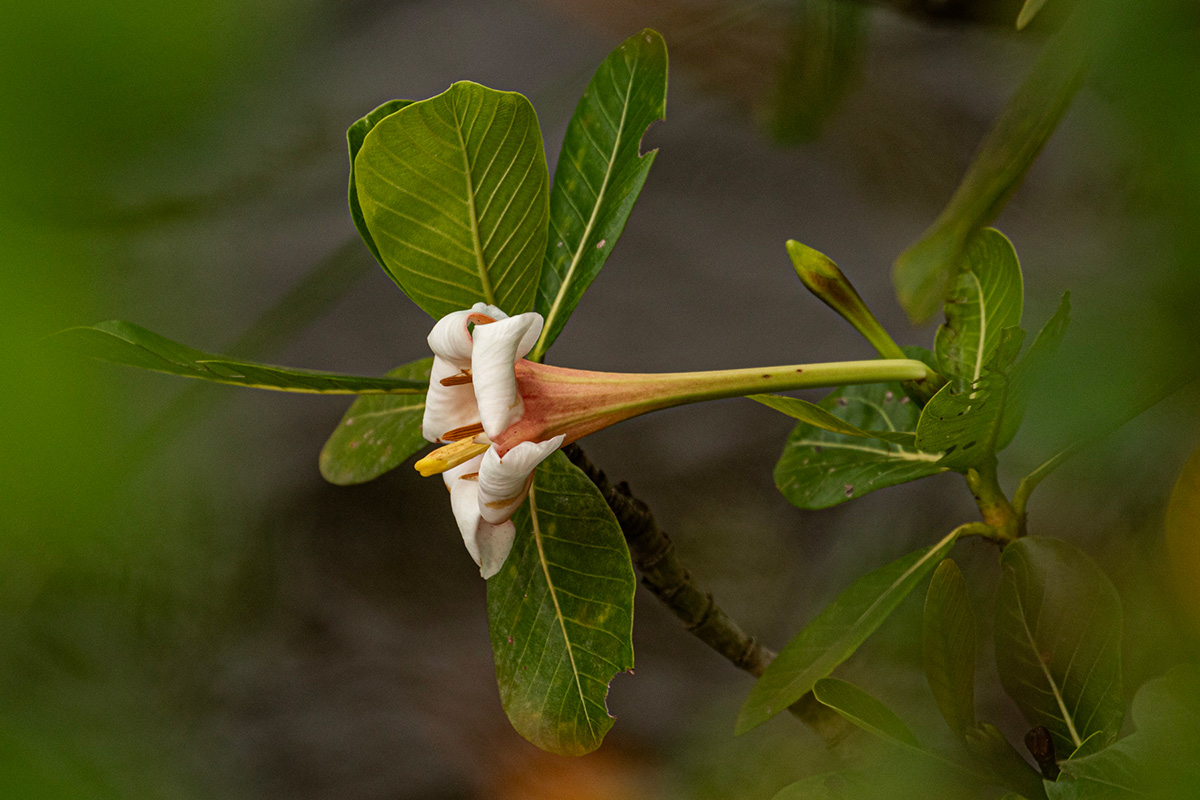 Gardenia imperialis subsp. imperialis Gardenia imperialis subsp. imperialis