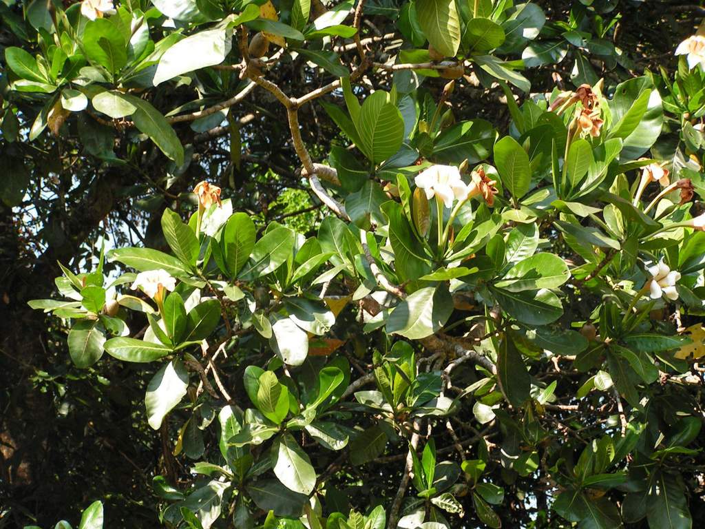 Gardenia imperialis subsp. imperialis Gardenia imperialis subsp. imperialis