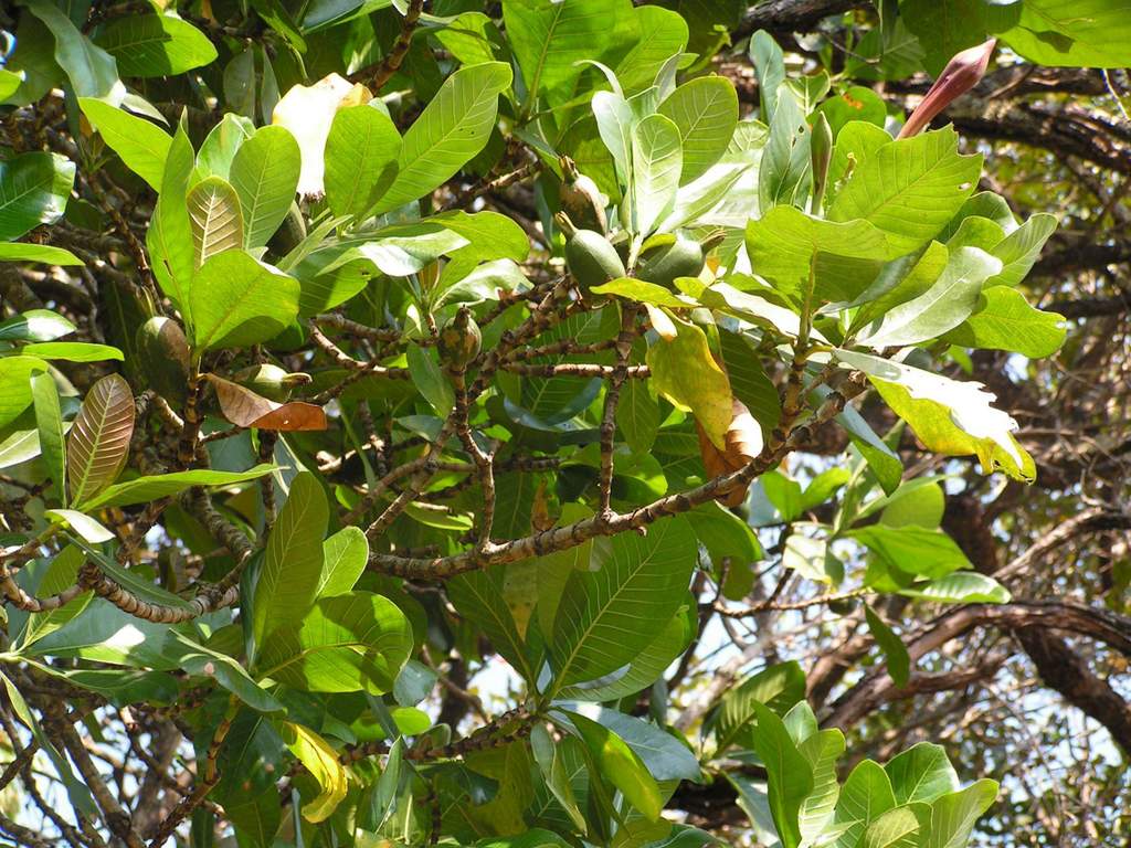Gardenia imperialis subsp. imperialis Gardenia imperialis subsp. imperialis