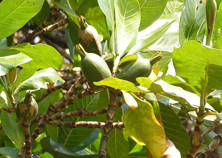Gardenia imperialis subsp. imperialis Gardenia imperialis subsp. imperialis