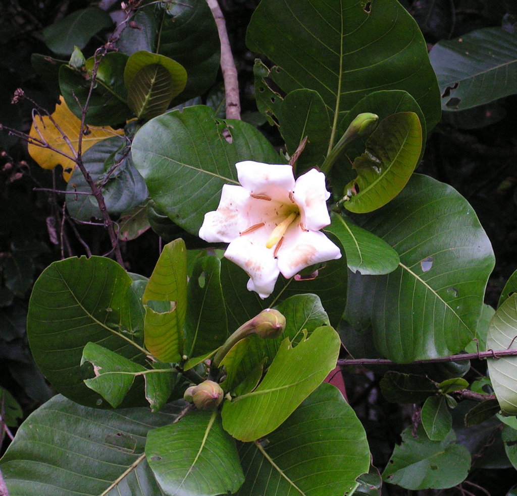 Gardenia imperialis subsp. imperialis Gardenia imperialis subsp. imperialis
