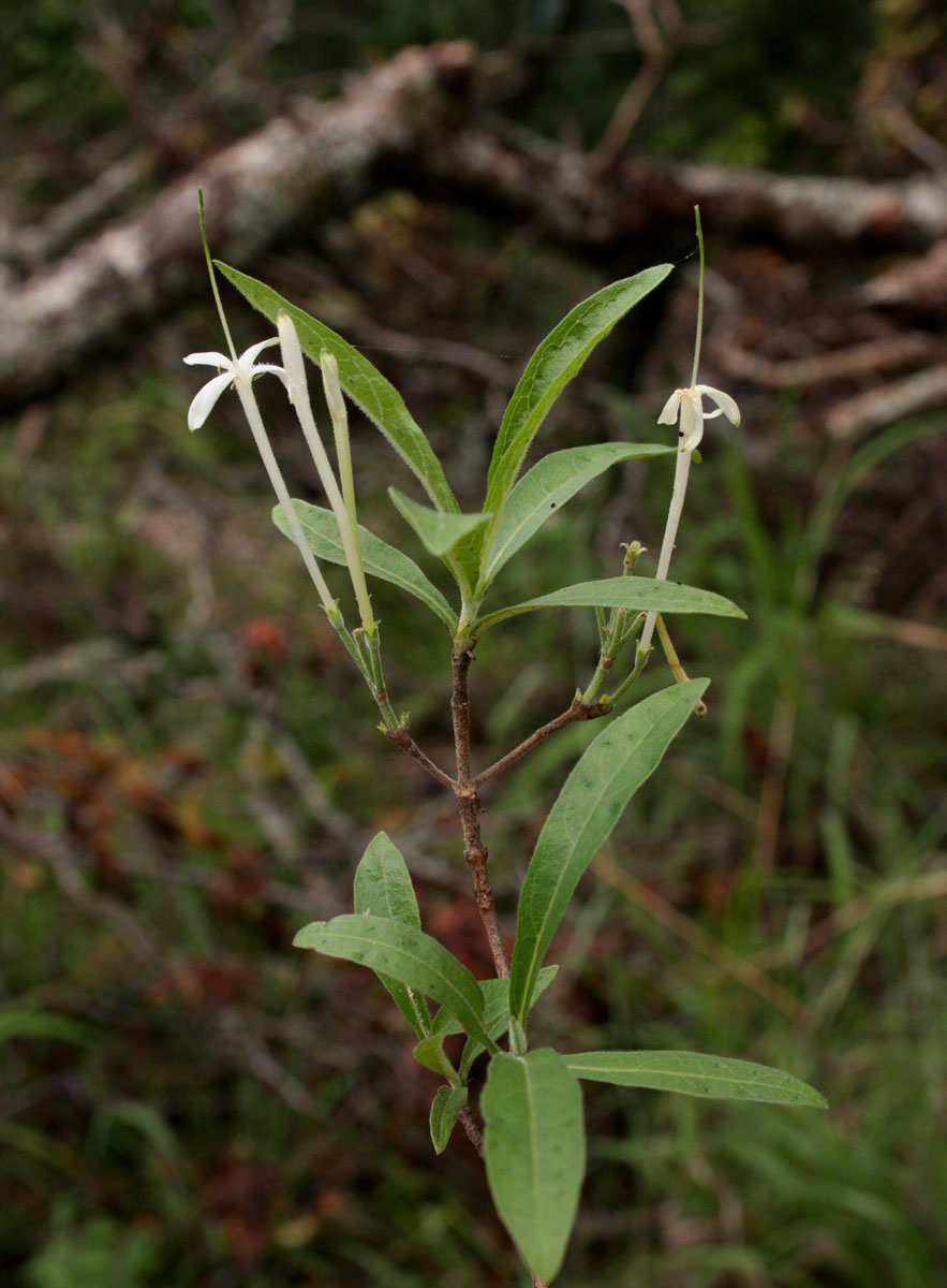 Pavetta radicans Pavetta radicans