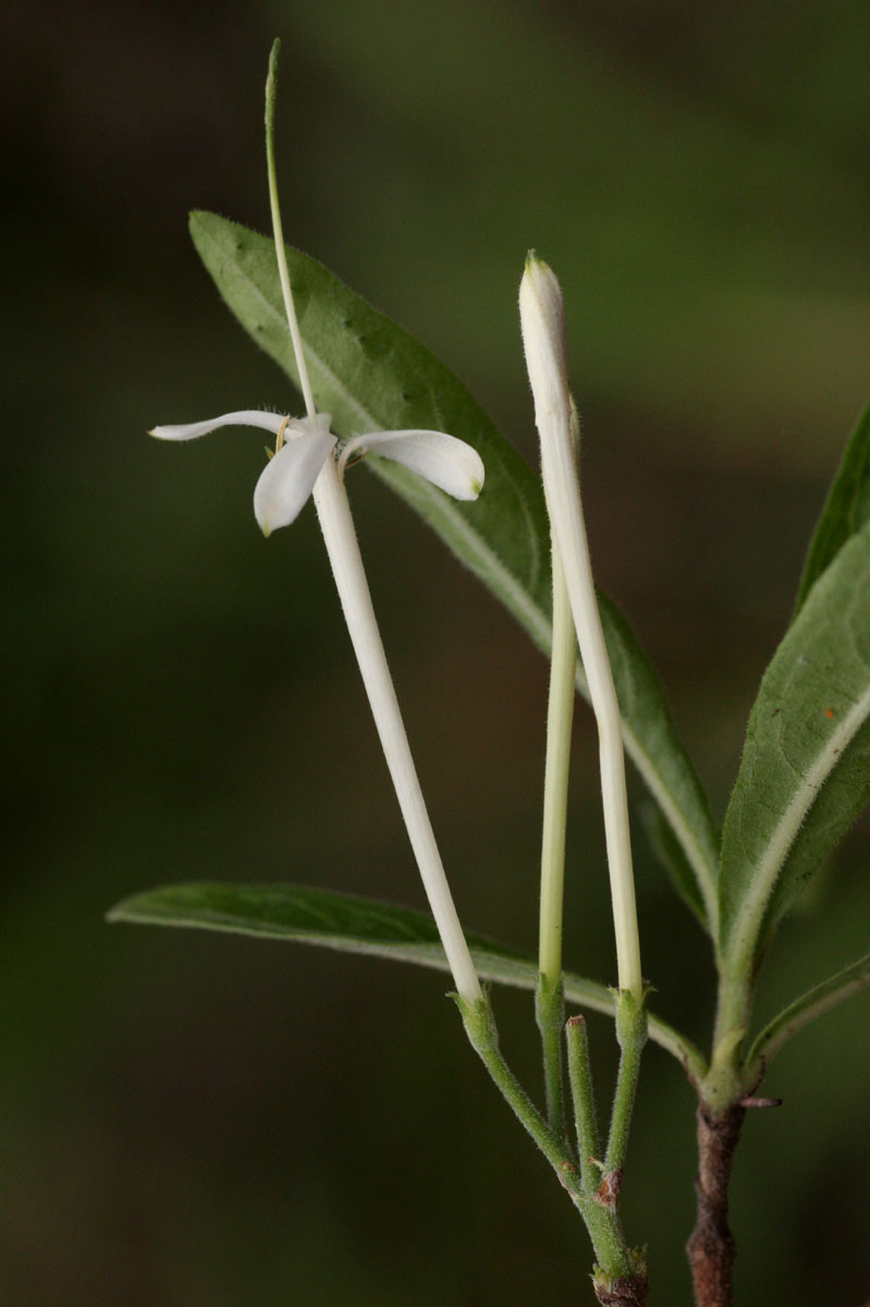 Pavetta radicans Pavetta radicans