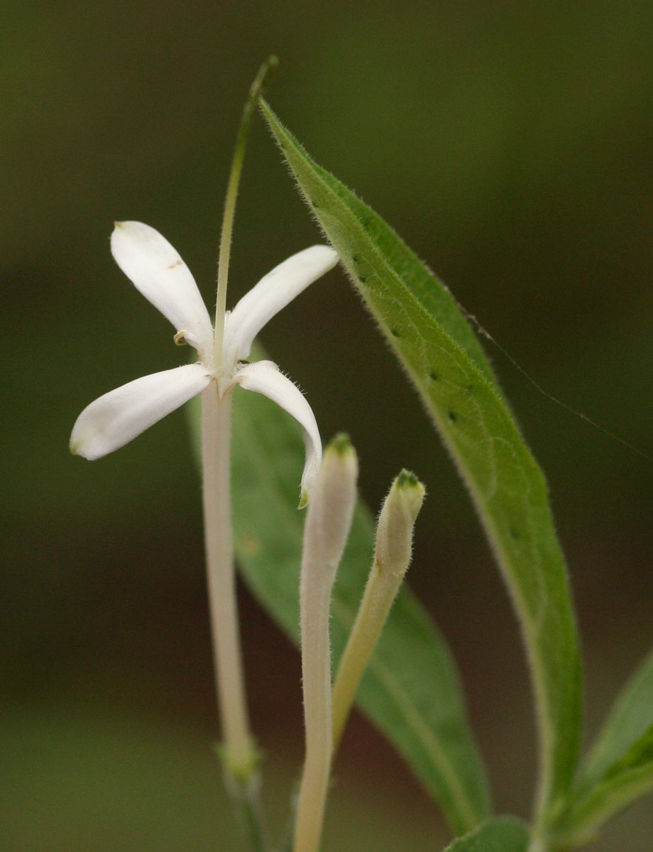 Pavetta radicans Pavetta radicans