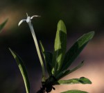 Pavetta radicans