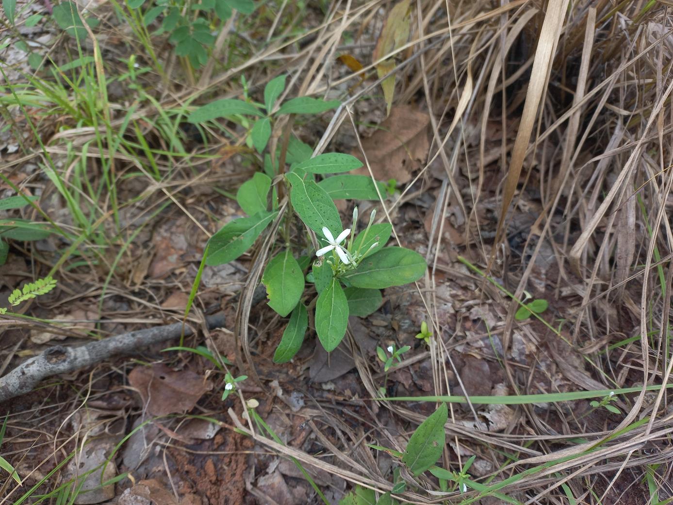 Pavetta radicans Pavetta radicans