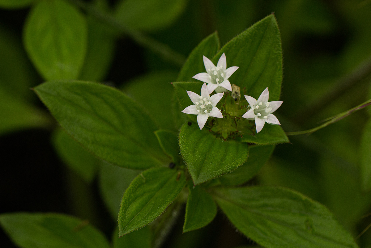 Richardia scabra Richardia scabra