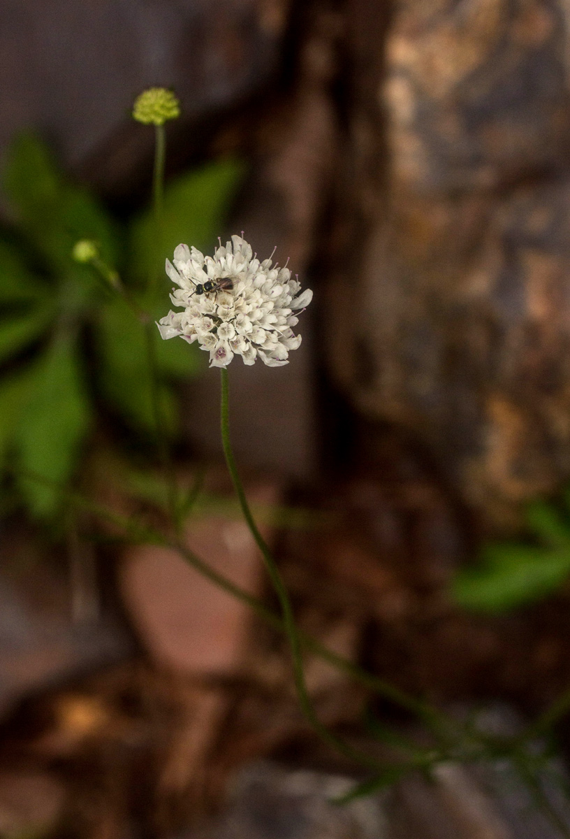 Scabiosa columbaria Scabiosa columbaria