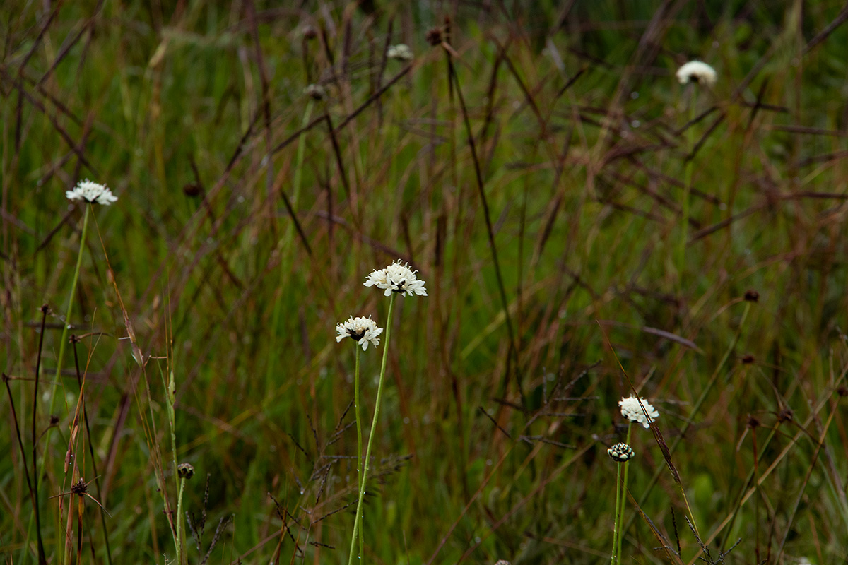 Scabiosa columbaria Scabiosa columbaria