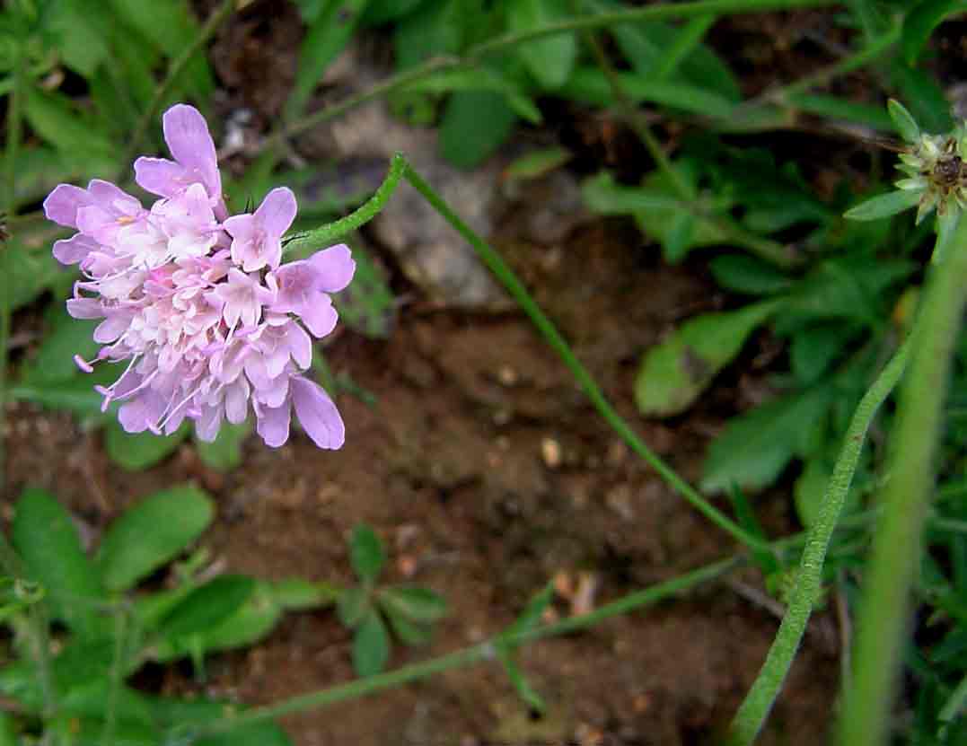 Scabiosa columbaria Scabiosa columbaria