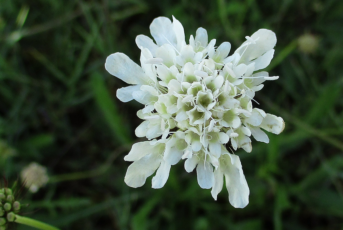 Scabiosa columbaria Scabiosa columbaria