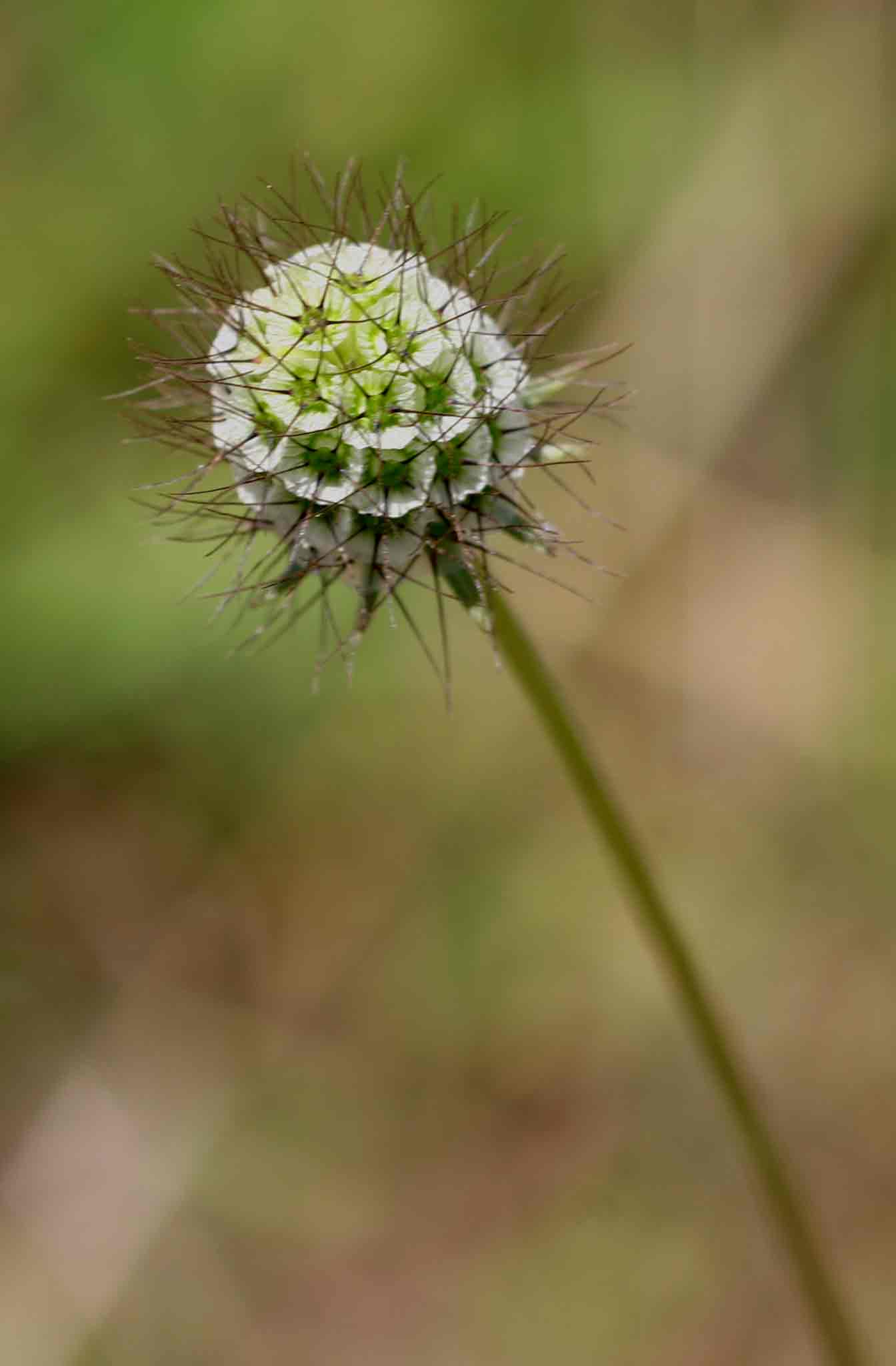 Scabiosa columbaria Scabiosa columbaria