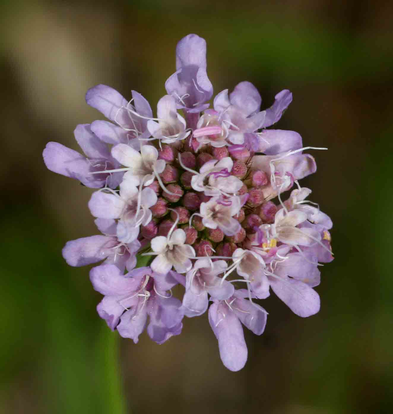 Scabiosa columbaria Scabiosa columbaria