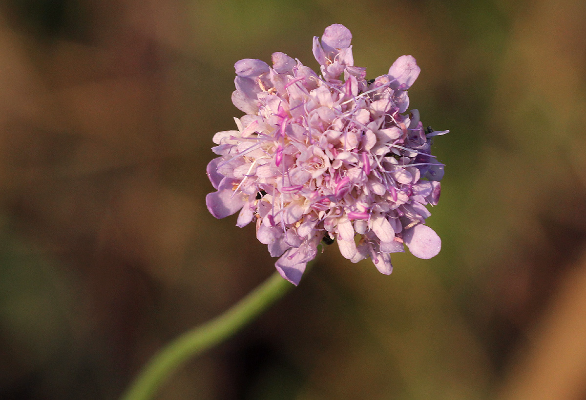 Scabiosa columbaria Scabiosa columbaria