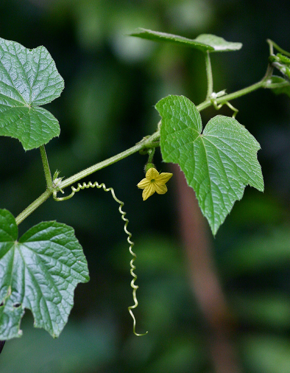 Oreosyce africana Oreosyce africana