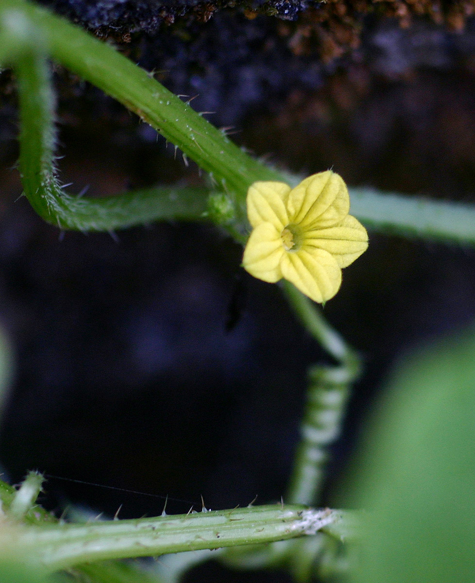 Oreosyce africana Oreosyce africana