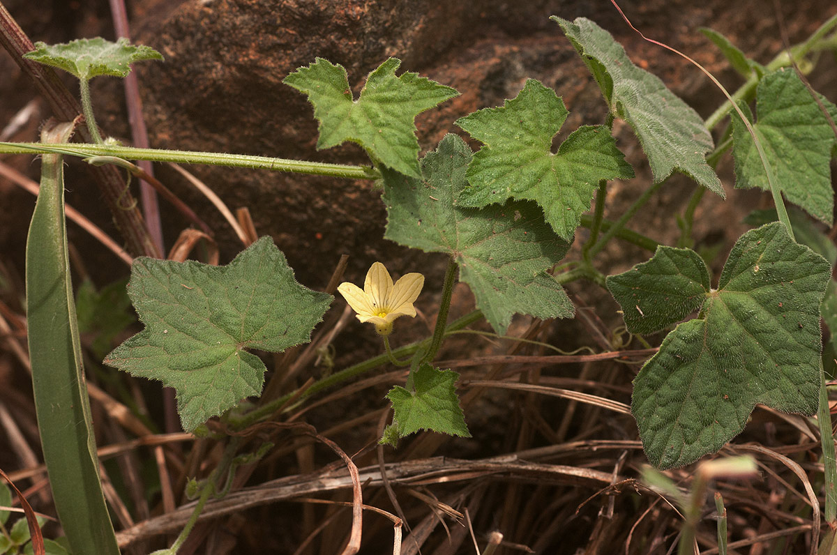Oreosyce africana Oreosyce africana