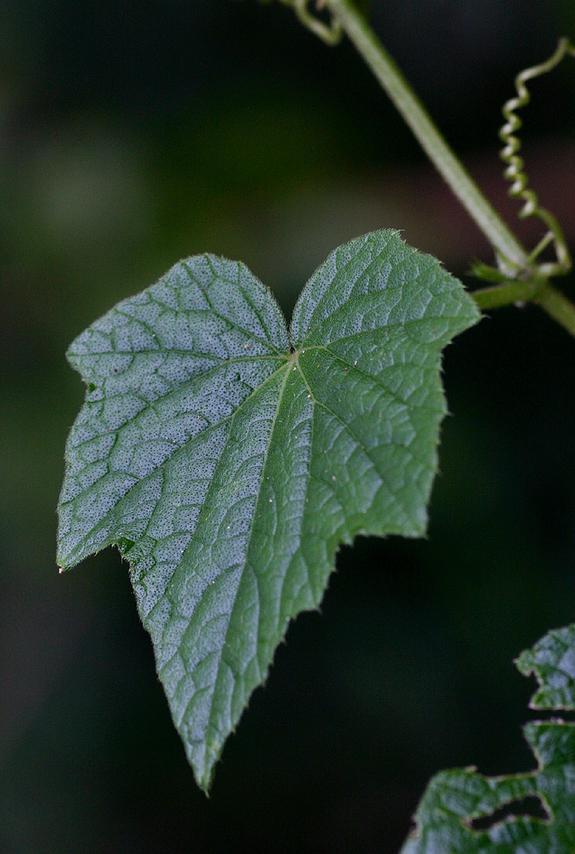 Oreosyce africana Oreosyce africana