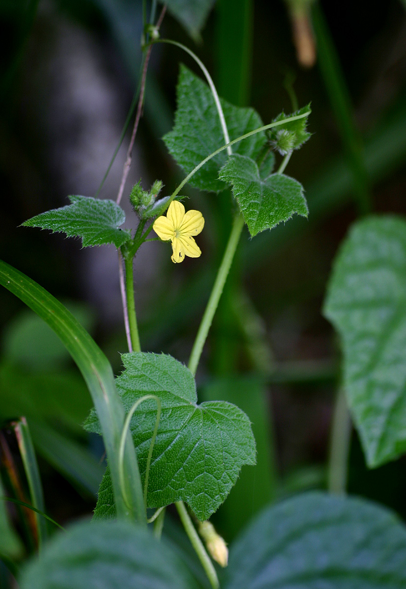 Oreosyce africana Oreosyce africana