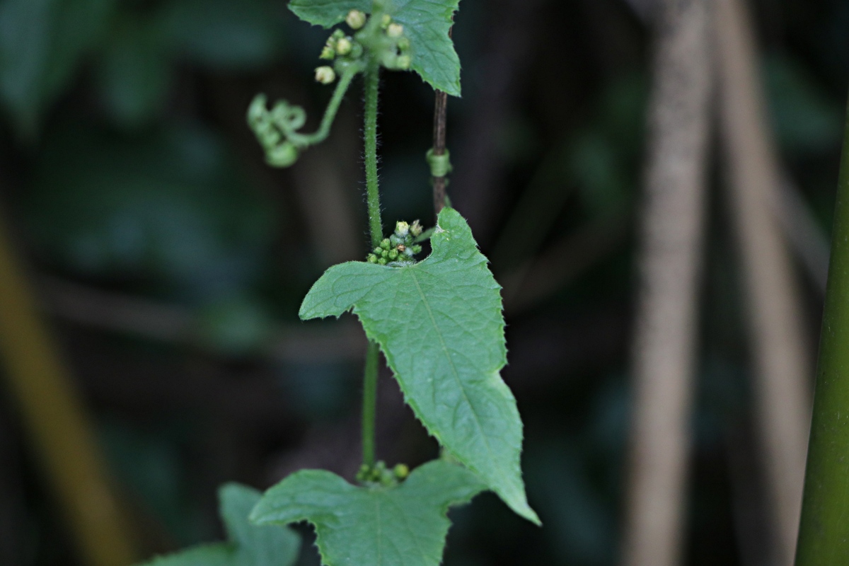 Cucumis maderaspatanus Cucumis maderaspatanus