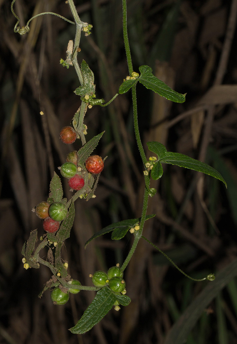 Cucumis maderaspatanus Cucumis maderaspatanus