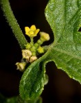 Cucumis maderaspatanus