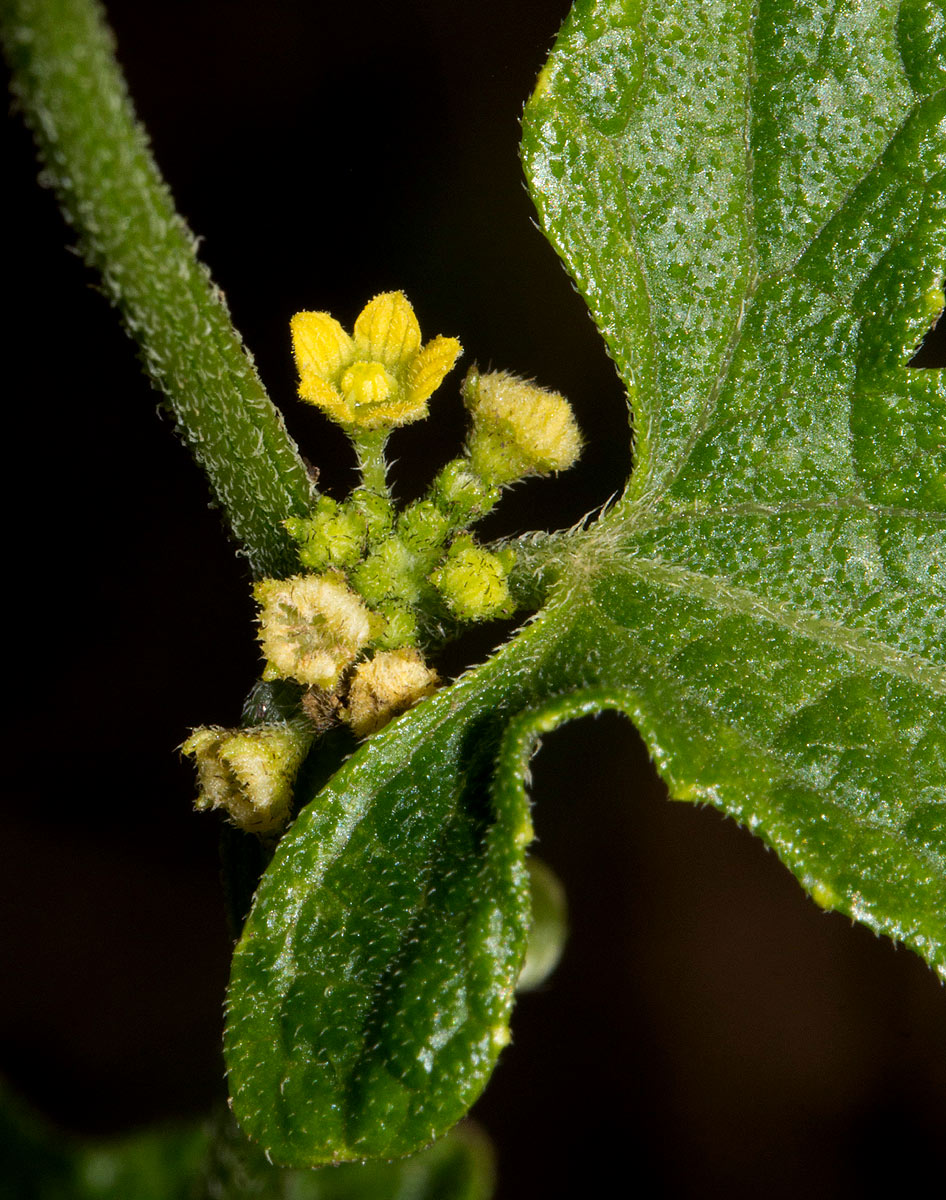 Cucumis maderaspatanus Cucumis maderaspatanus