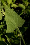 Cucumis maderaspatanus