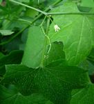 Zehneria minutiflora