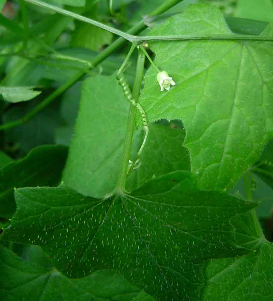 Zehneria minutiflora Zehneria minutiflora