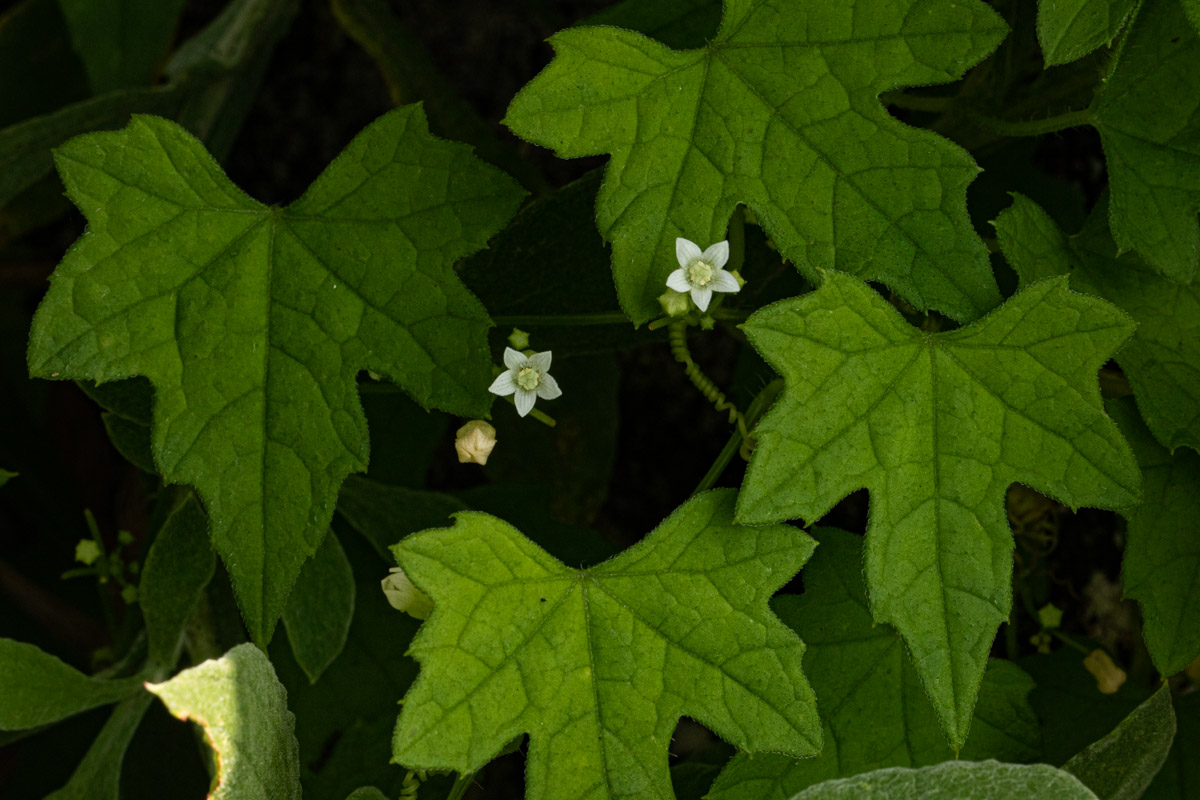 Zehneria minutiflora Zehneria minutiflora