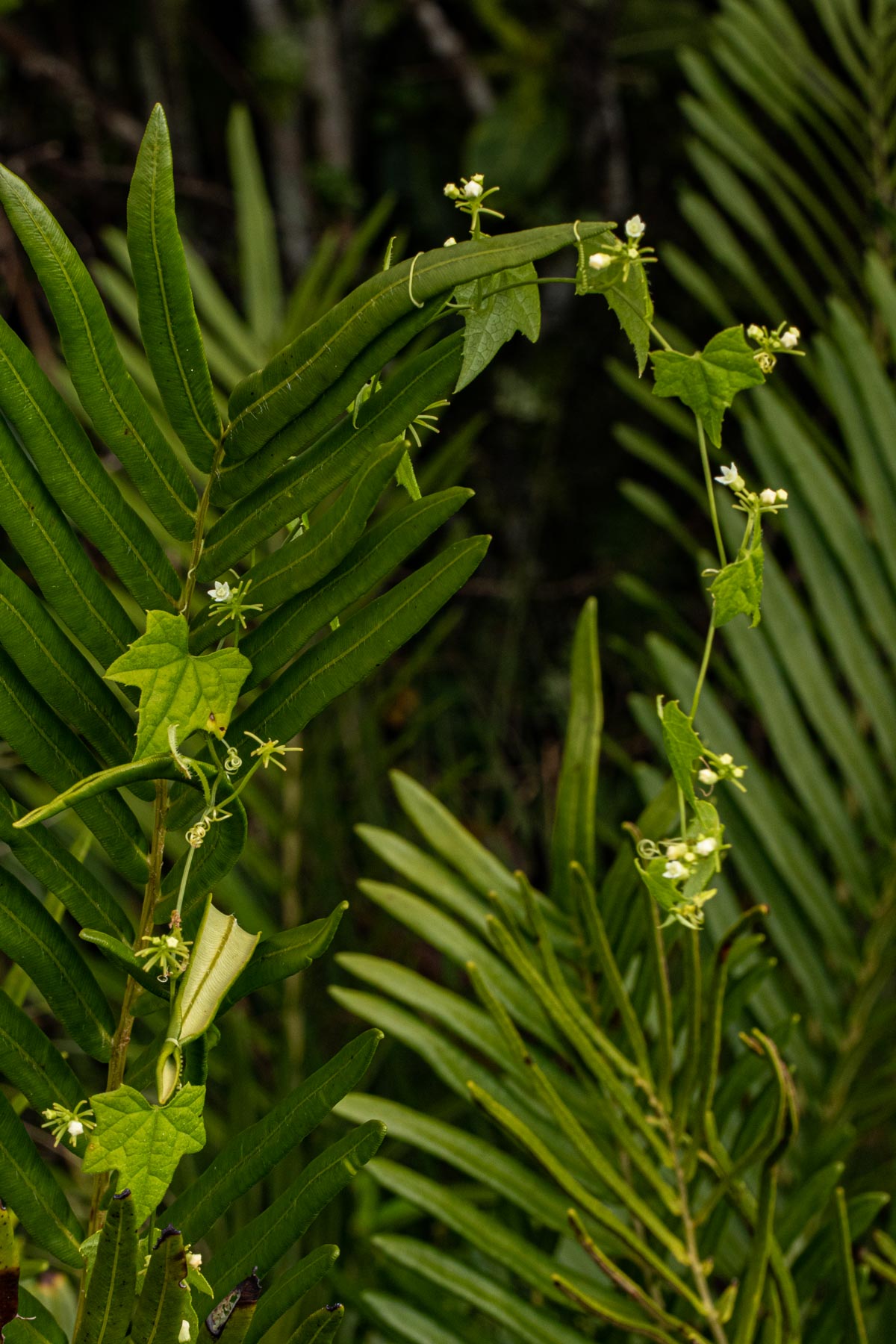 Zehneria minutiflora Zehneria minutiflora