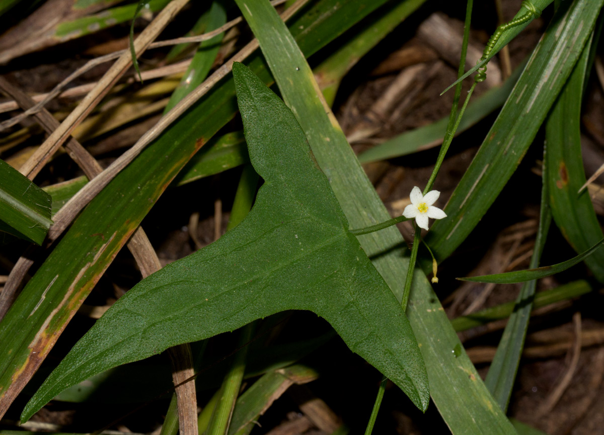 Zehneria tridactyla Zehneria tridactyla