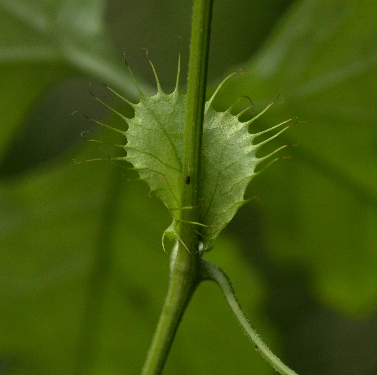 Ctenolepis cerasiformis Ctenolepis cerasiformis