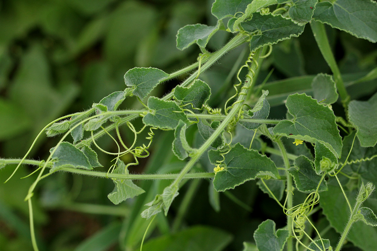 Kedrostis foetidissima Kedrostis foetidissima