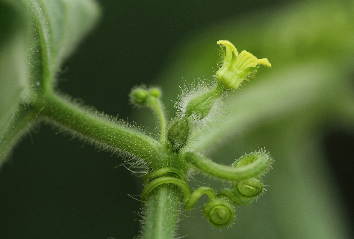 Kedrostis foetidissima Kedrostis foetidissima