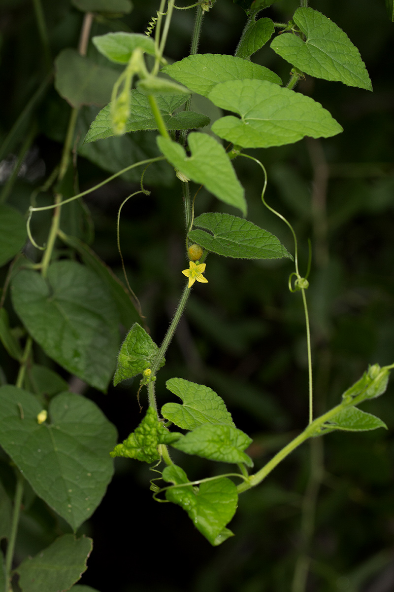 Kedrostis foetidissima Kedrostis foetidissima