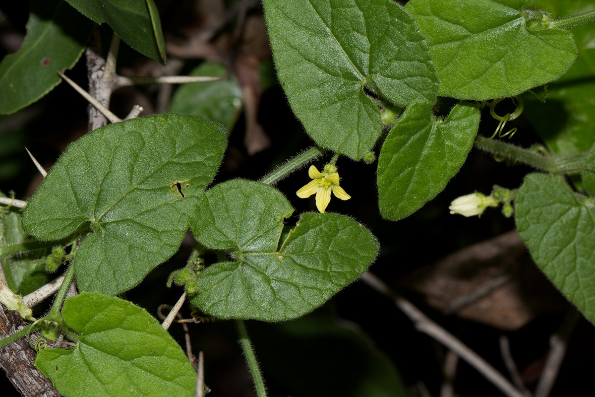 Kedrostis foetidissima Kedrostis foetidissima